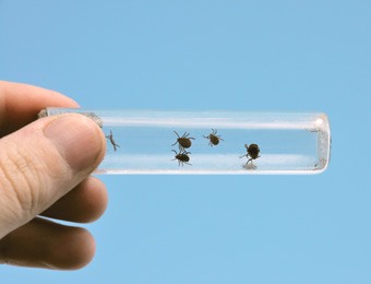 Ticks caught in vial