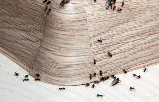 Ants entering house through crack in wall