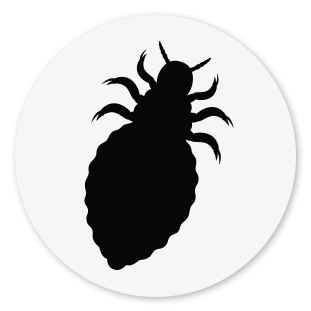 Bedbug Icon