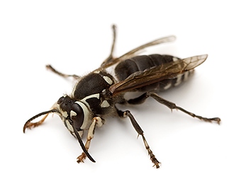 Bald-Faced Hornet on white background