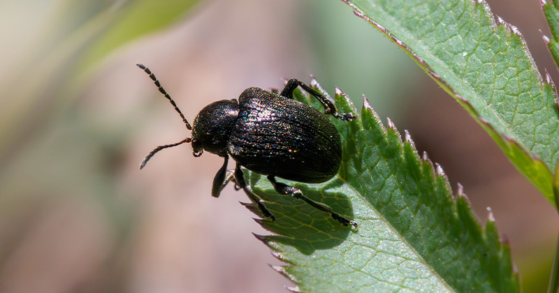 Beetle
