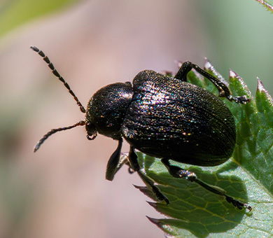Beetle