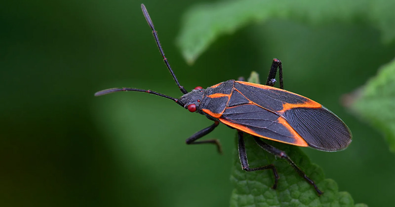 Boxelder Bugs Header