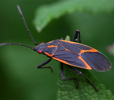 Boxelder Bugs Mobile Header