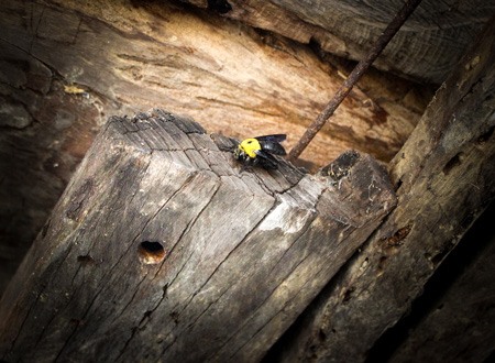 carpenter bee and round hole it created