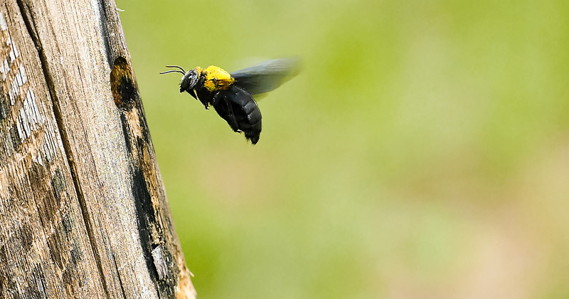 Carpenter Bees Header