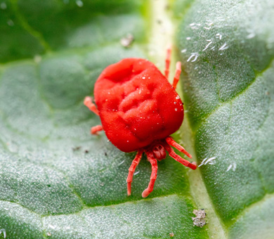 Clover mites
