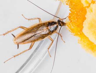 German cockroach eating scraps