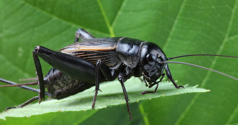 Crickets Header