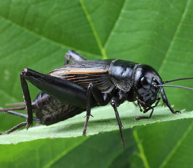 Crickets Mobile Header