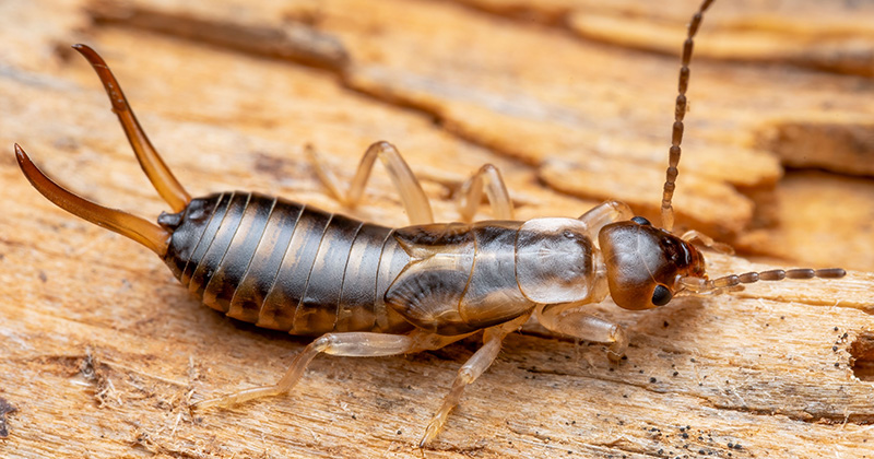 Earwigs