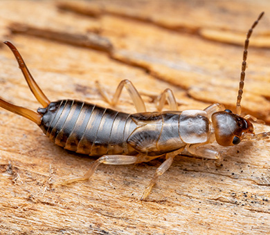 Earwigs