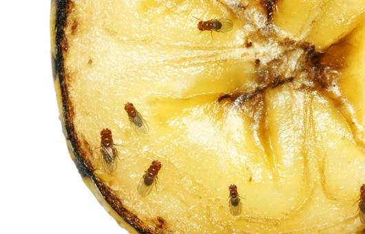 Fruit flies on banana