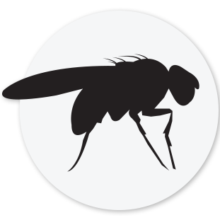 Fruit Fly Icon