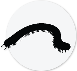Millipede Icon