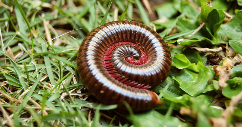 Millipedes