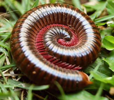 Millipedes
