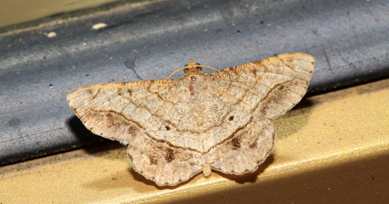 Moths Header