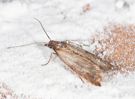 Streator Homeowners' Handy Guide To Clothing Moth Control