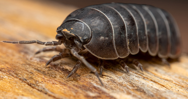Pill bugs