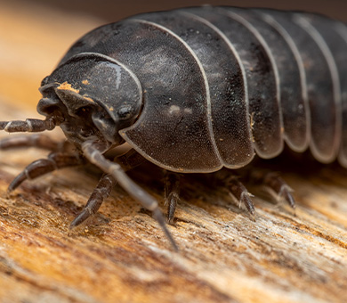 Pill bugs