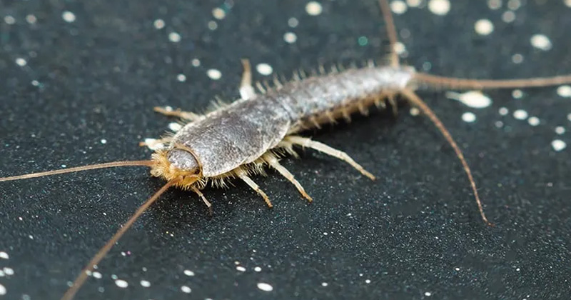 Silverfish Header