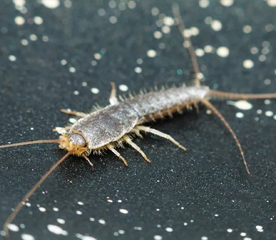 Silverfish Mobile Header