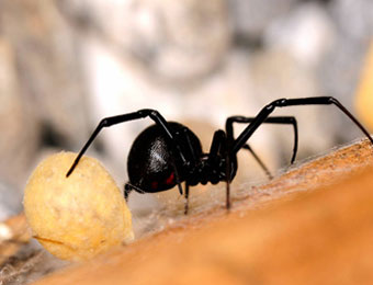 Black Widow Spider