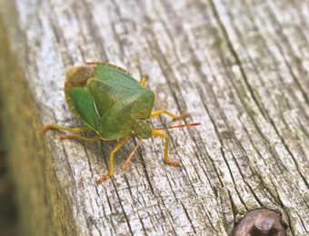 Stink Bugs