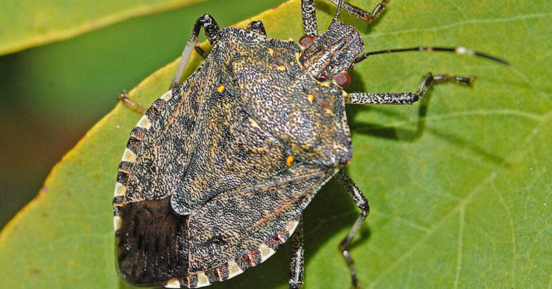 Stink Bugs Header
