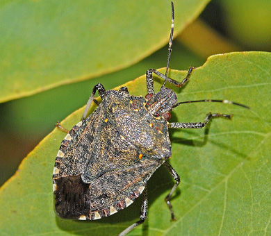 Stink Bugs Mobile Header