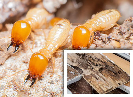 Termites up close and wood they destroyed